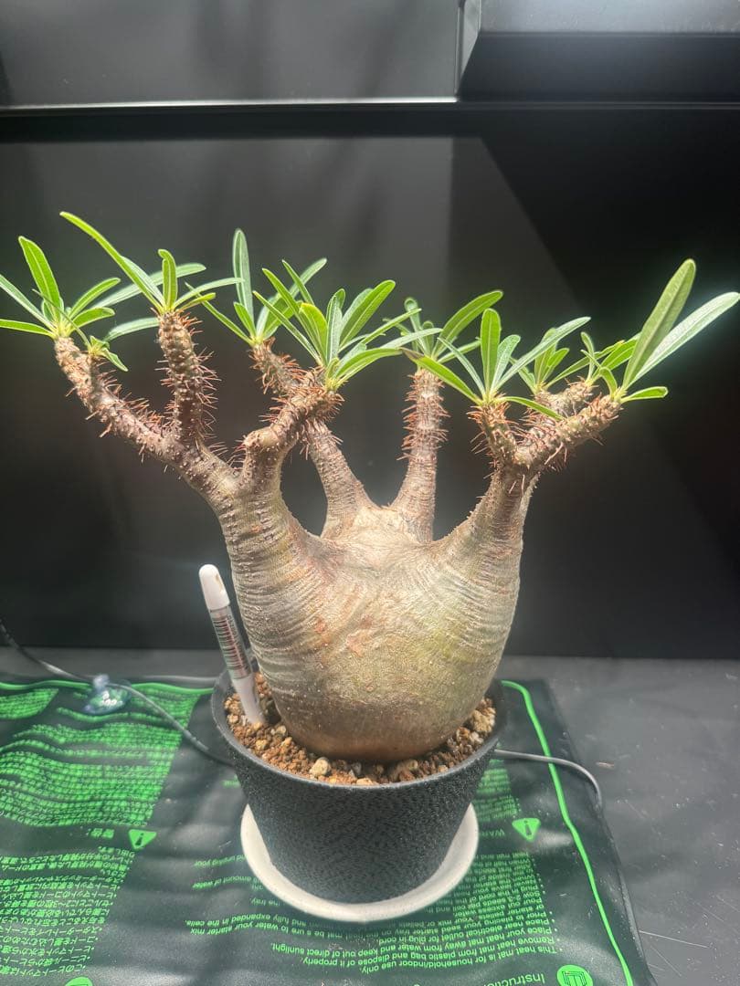 h*o様 パキポディウム グラキリス(現地球)