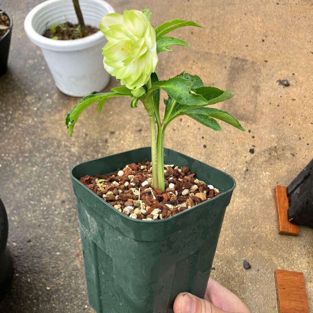 ク*ツ様 格安スタート　クリスマスローズ　ハート利休