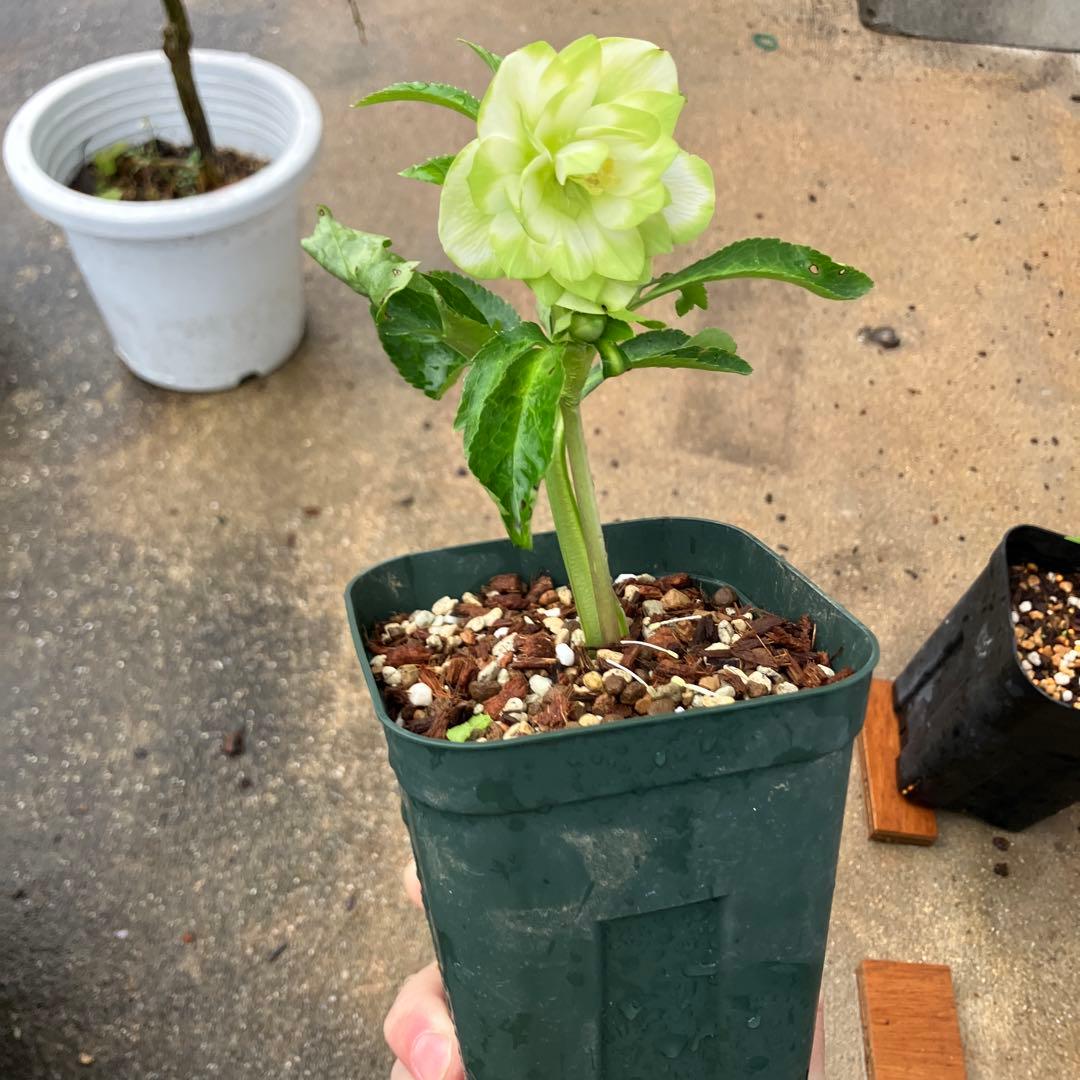 ク*ツ様 格安スタート　クリスマスローズ　ハート利休