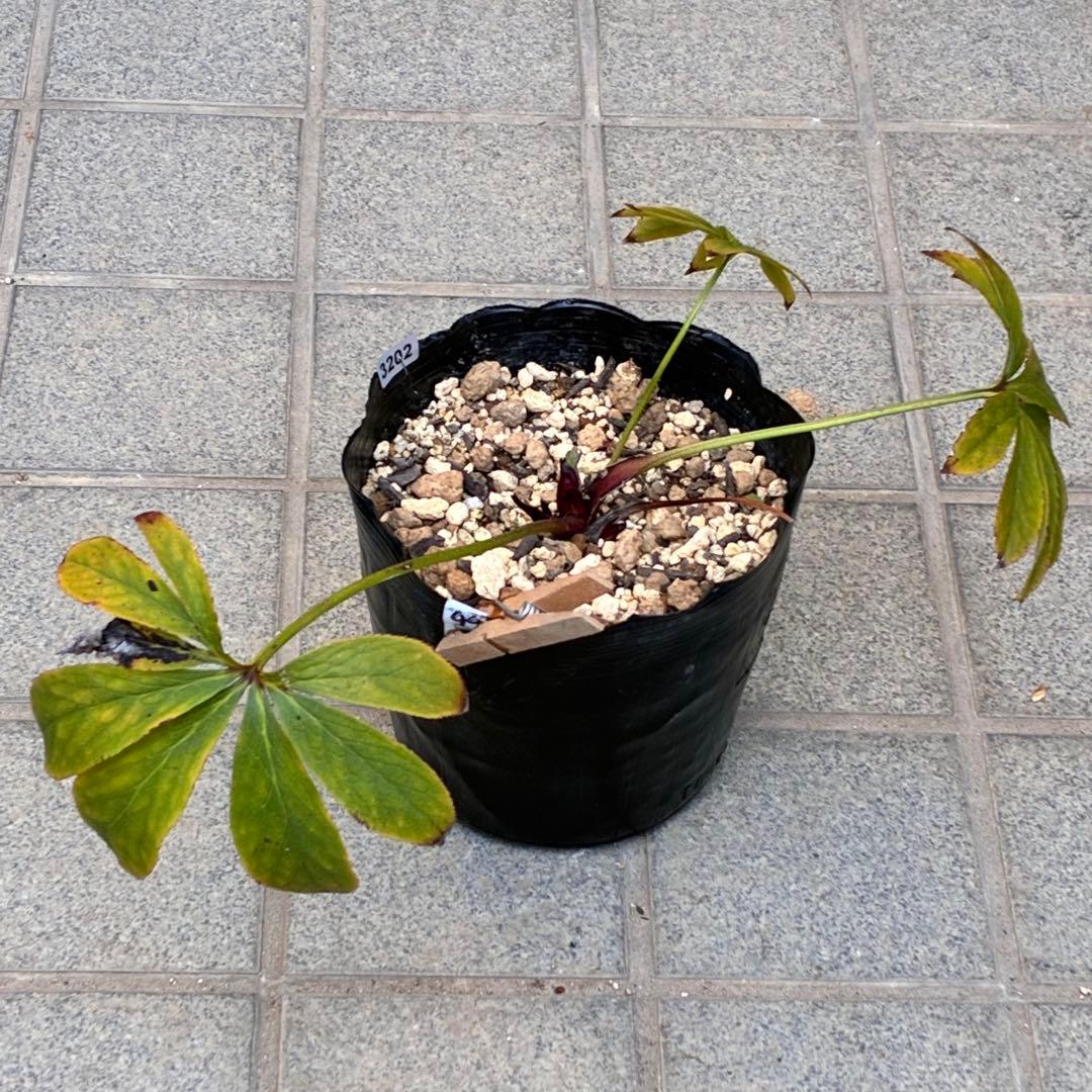 ヒ*ロ様 ☘️逞しい☘️根パンパン❤️沢山新芽❤️3202⭐️透明感ピンク⭐️ダ