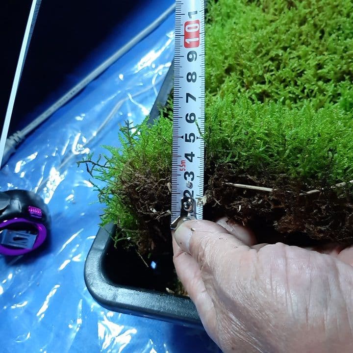 ★継足品★10個セット◎ハイ苔5年物◎造園苔玉★厚2〜3/長47幅32