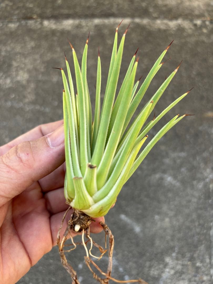 アガベ　姫吹上錦　白覆輪　ナナ　レア株