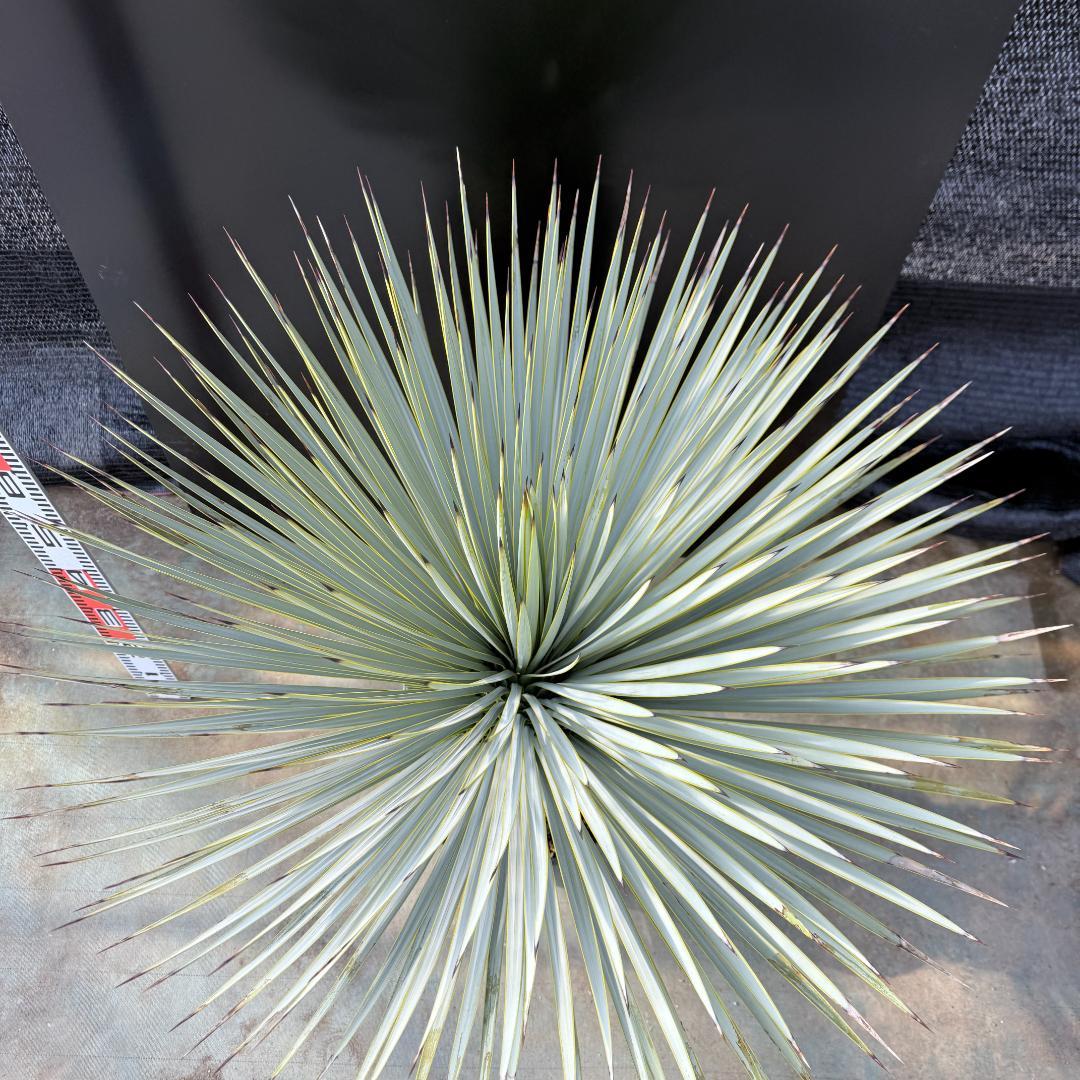 【AL1175】ユッカ　ロストラータ　極太　超美形　シルバーブルー　葉数多