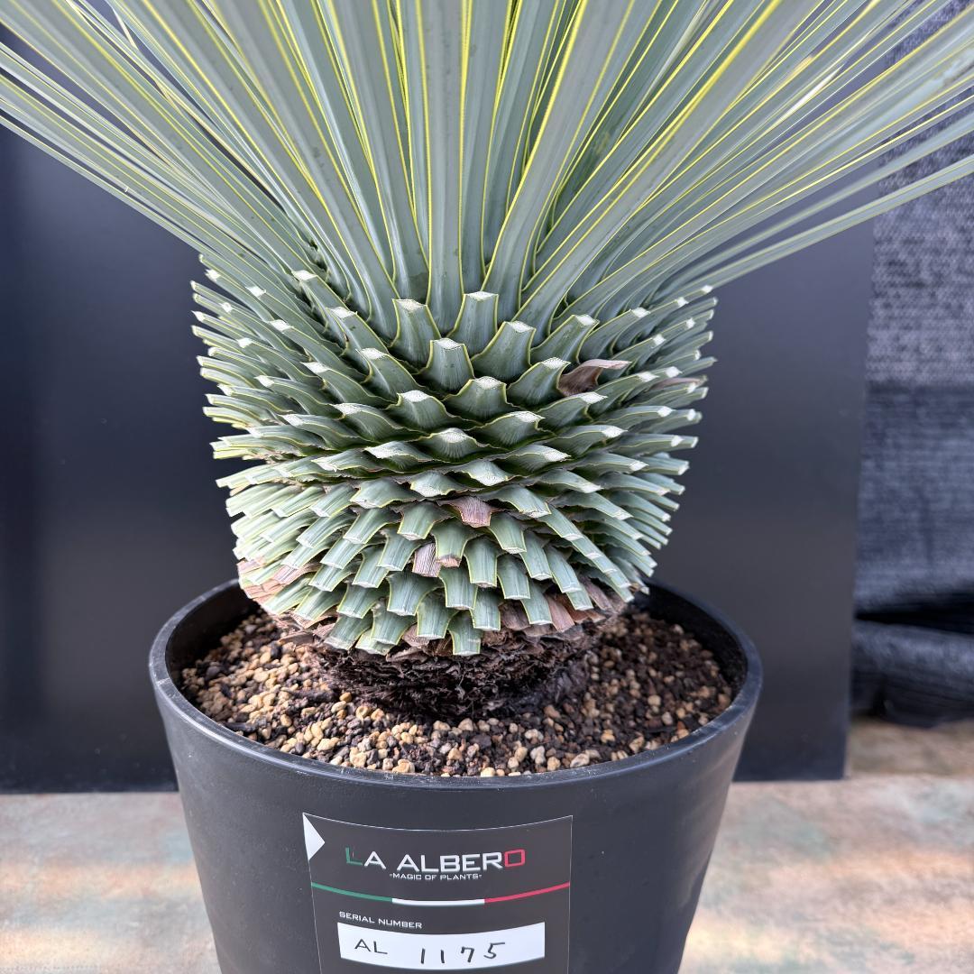 【AL1175】ユッカ　ロストラータ　極太　超美形　シルバーブルー　葉数多