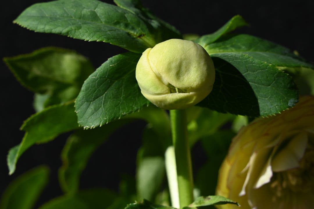 クリスマスローズ　認定アフロディーテ　加藤農園