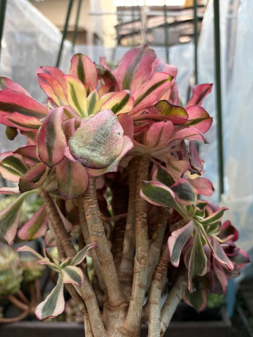 アエオニウム　魅影法師錦