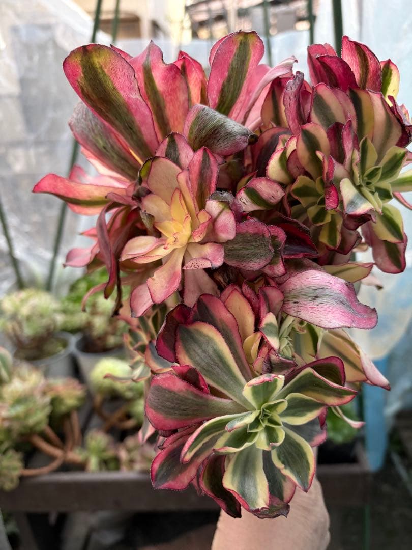 アエオニウム　魅影法師錦