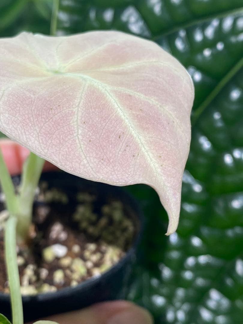 【美しいピンク出ました✨】アロカシア　ブラックベルベット　ピンク　斑入り　希少