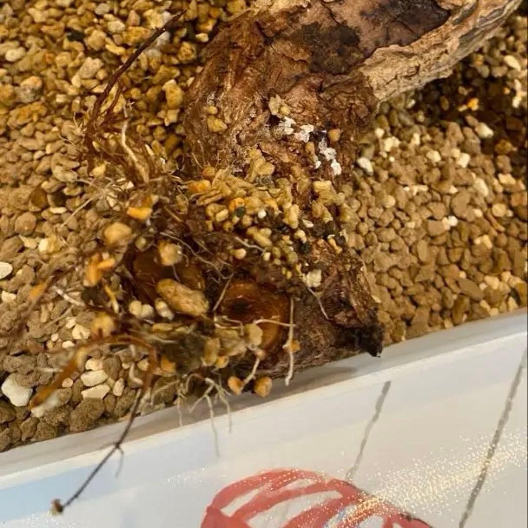 コミフォラ　グイドッティ　灌木　良型　発根済　現地球