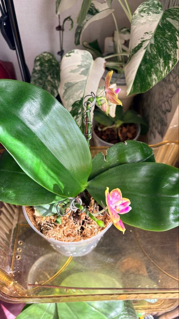 【希少・大株】胡蝶蘭　花茎3本 開花中 つぼみ付き ファレノプシス 原種交配種