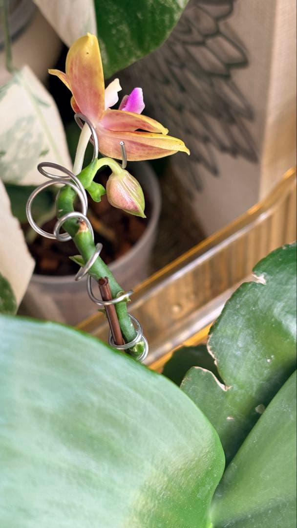 【希少・大株】胡蝶蘭　花茎3本 開花中 つぼみ付き ファレノプシス 原種交配種