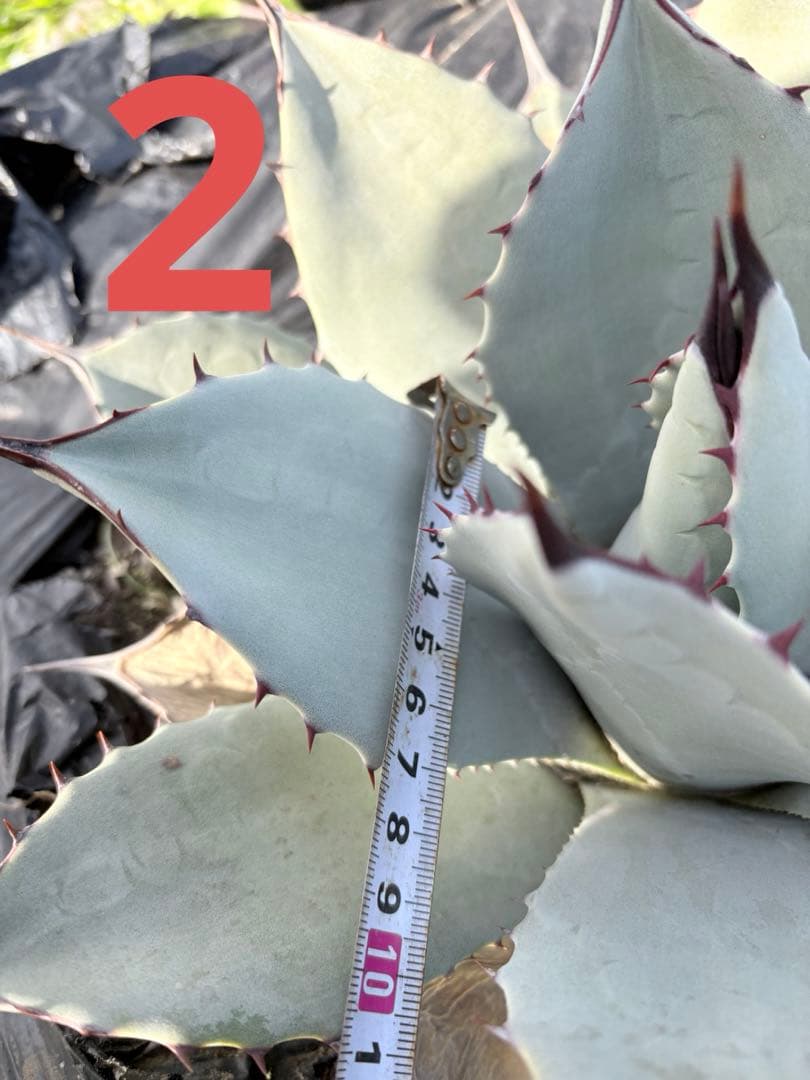 確認用　アガベ　吉祥天