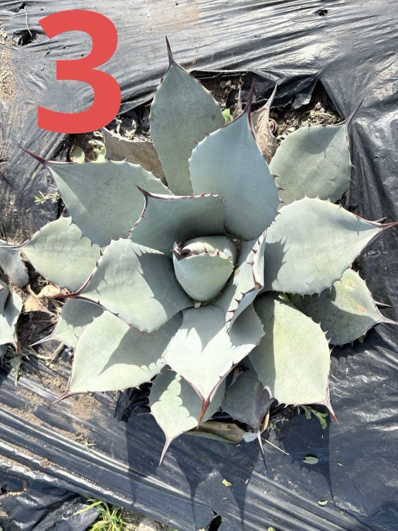 確認用　アガベ　吉祥天