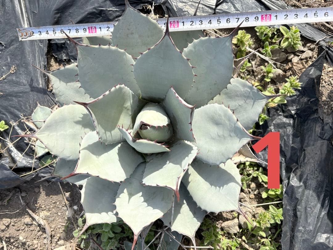 確認用　アガベ　吉祥天