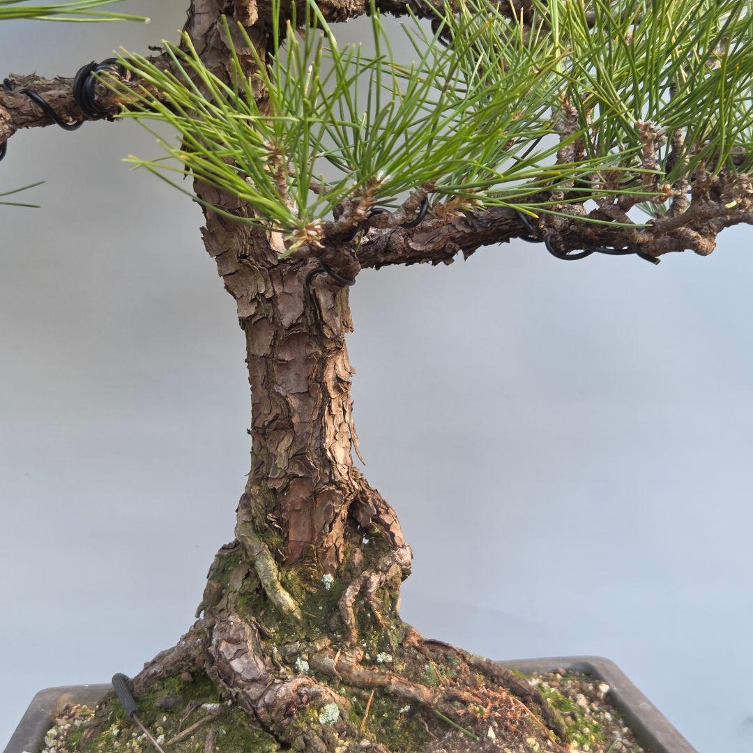 黒松　[模様木]　大品盆栽