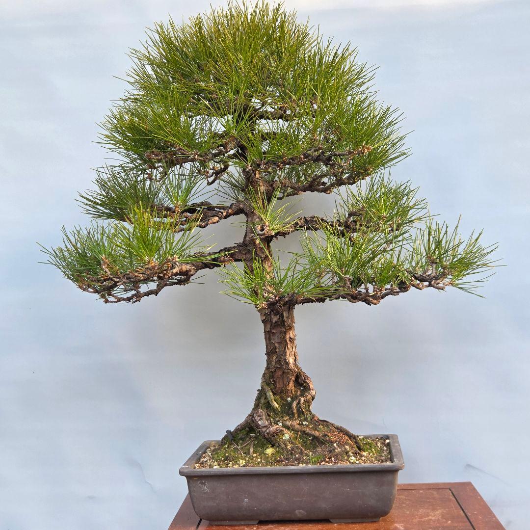 黒松　[模様木]　大品盆栽