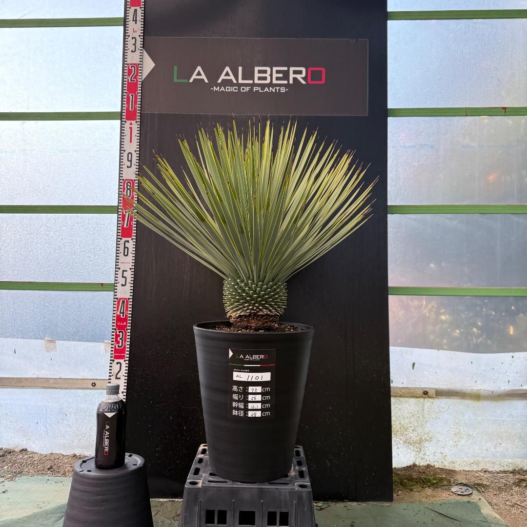 【AL1101】ユッカ　ロストラータ　超美形
