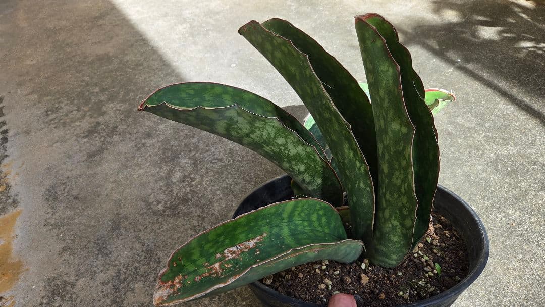 希少品種　サンセベリアドラゴンキング