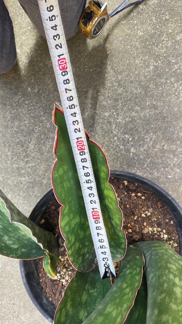 希少品種　サンセベリアドラゴンキング