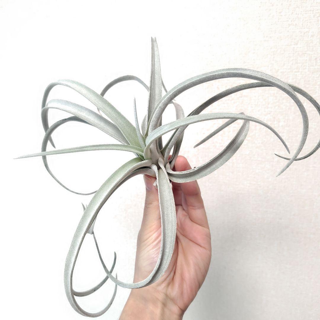 チランジア チアペンシス ジャイアント