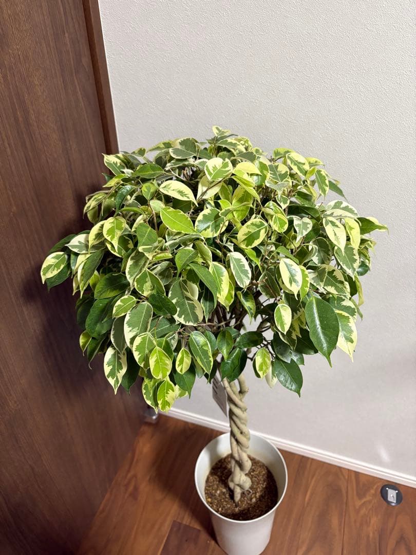 フィカス　ベンジャミン　ゴールデンプリンセス