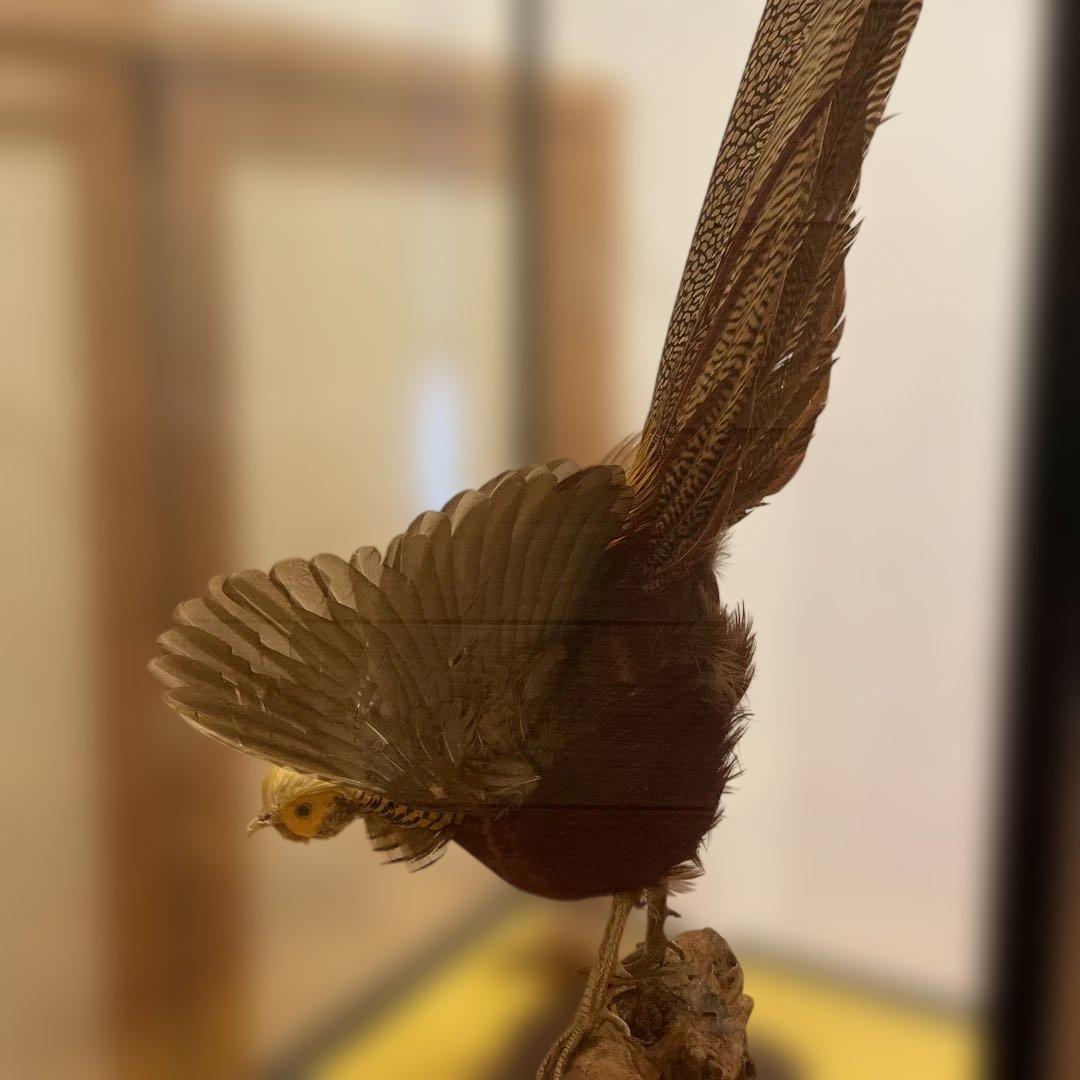 錦鶏鳥　鳥の剥製　ガラスケース　送料込み