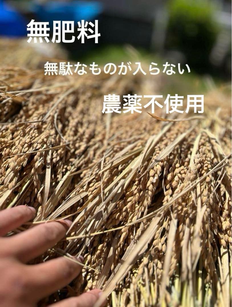 2025年収穫 無肥料　農薬不使用　カット稲わら 発送最大180〜200サイズ