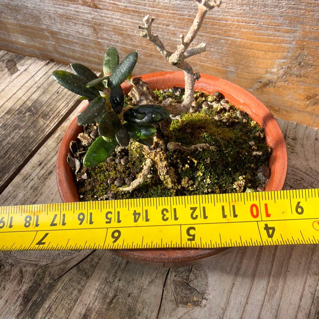 姫オリーブ小品盆栽2