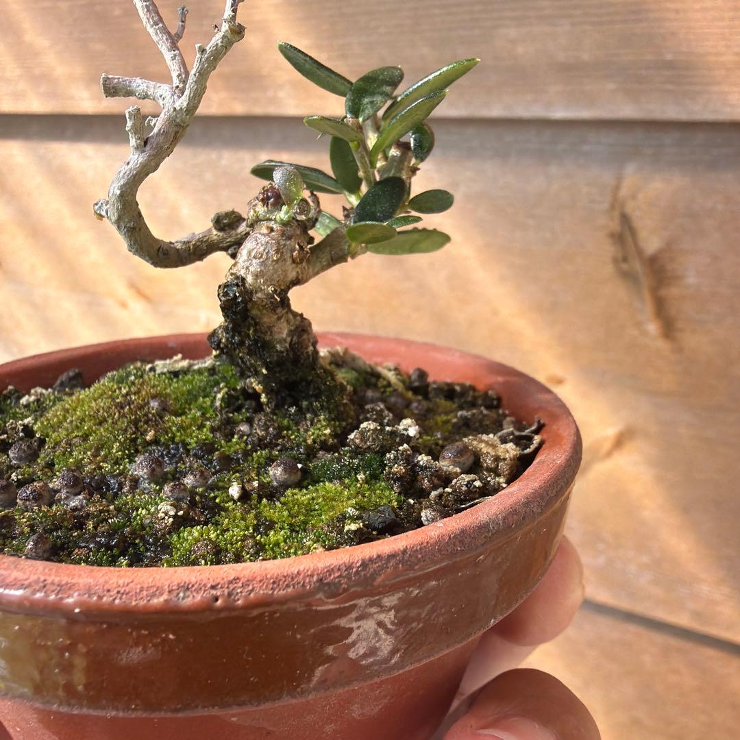 姫オリーブ小品盆栽2
