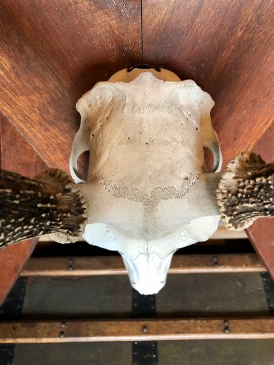 引取限定 鹿角 頭蓋骨 日本鹿 本土鹿 ハンティングトロフィー ウォールオブジェ