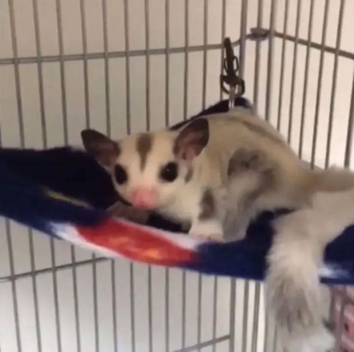 三角コーナーハンモック（小花柄・ピンク）春・秋仕様    ポーチ