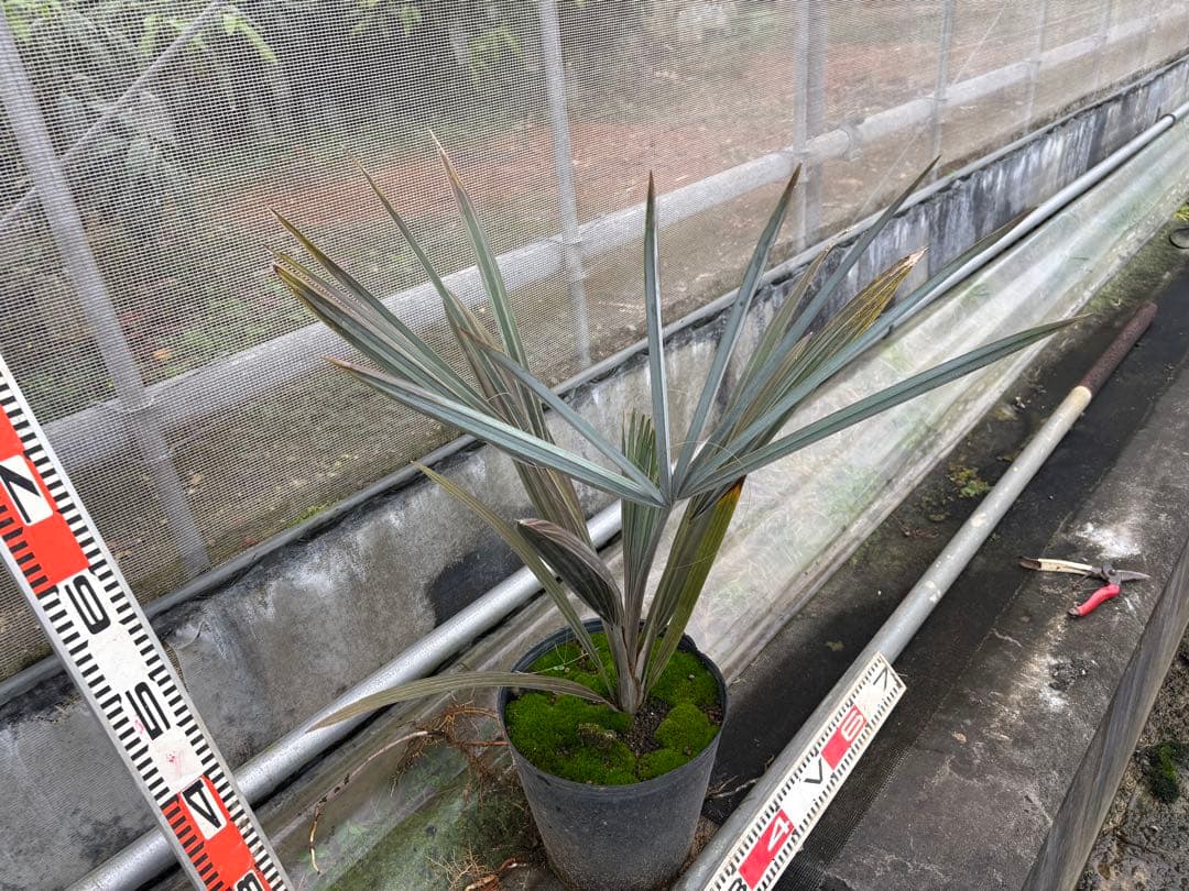 ビスマルキアノビリス　シルバー