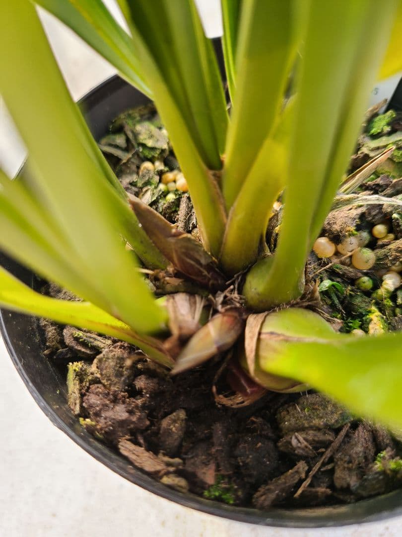 ミスマフェット。花芽3個。2鉢セット。蜜蜂誘引蘭。日本蜜蜂