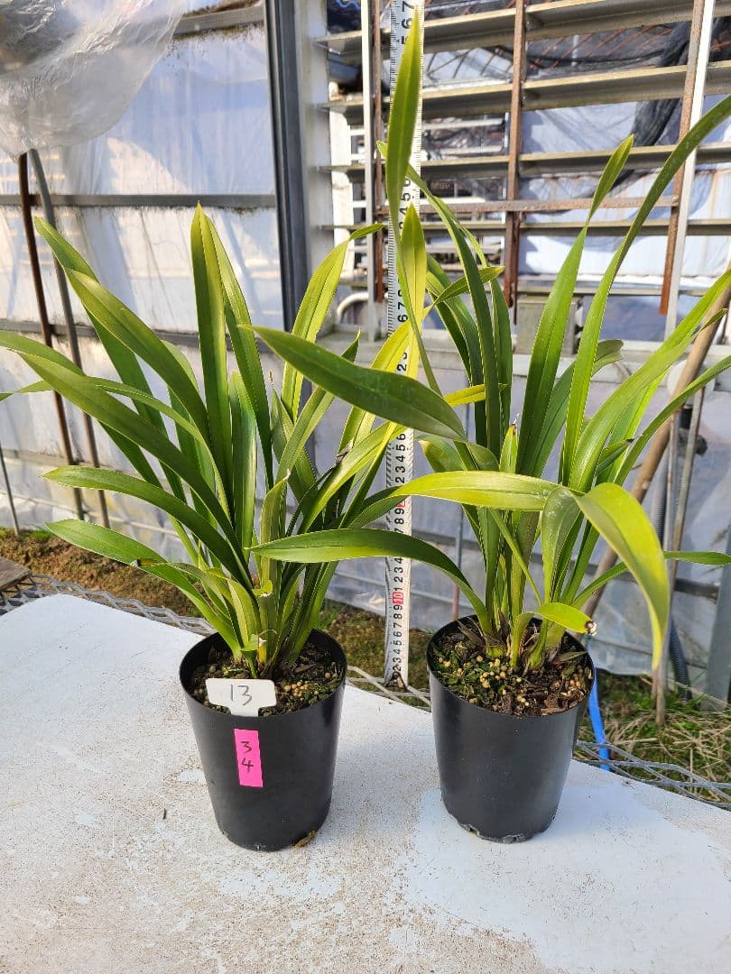 ミスマフェット。花芽3個。2鉢セット。蜜蜂誘引蘭。日本蜜蜂