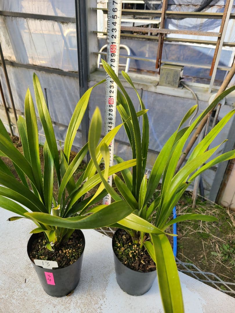 ミスマフェット。花芽3個。2鉢セット。蜜蜂誘引蘭。日本蜜蜂