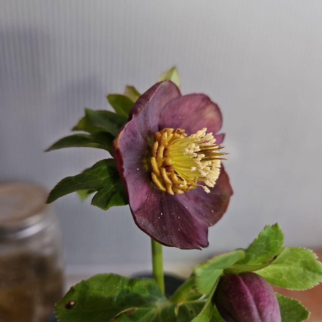 ★genta様ご購入苗✿㉖-73㉖-225クリスマスローズ