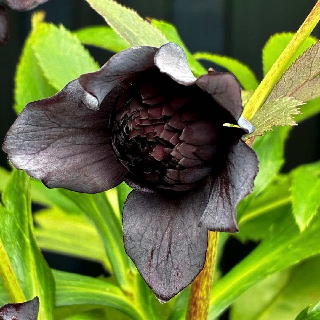 ま*こ様 3553☘️蕾花付き☘️⭐️黒⭐️超多弁⭐️艶フラッシュ⭐️スクリュー