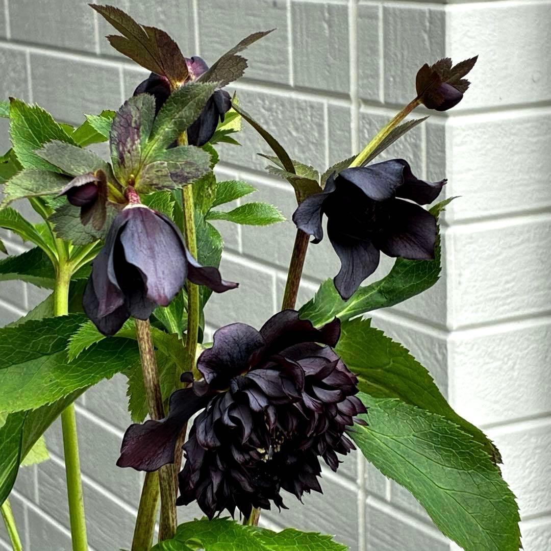 ま*こ様 3553☘️蕾花付き☘️⭐️黒⭐️超多弁⭐️艶フラッシュ⭐️スクリュー