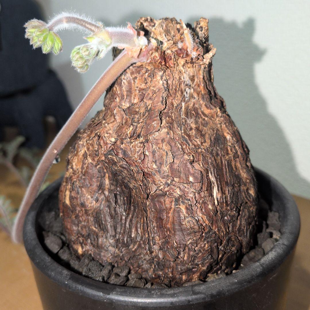 ペラルゴニウム　トリステ　大株 良型タイプ　現地球　発根株（鉢付き)