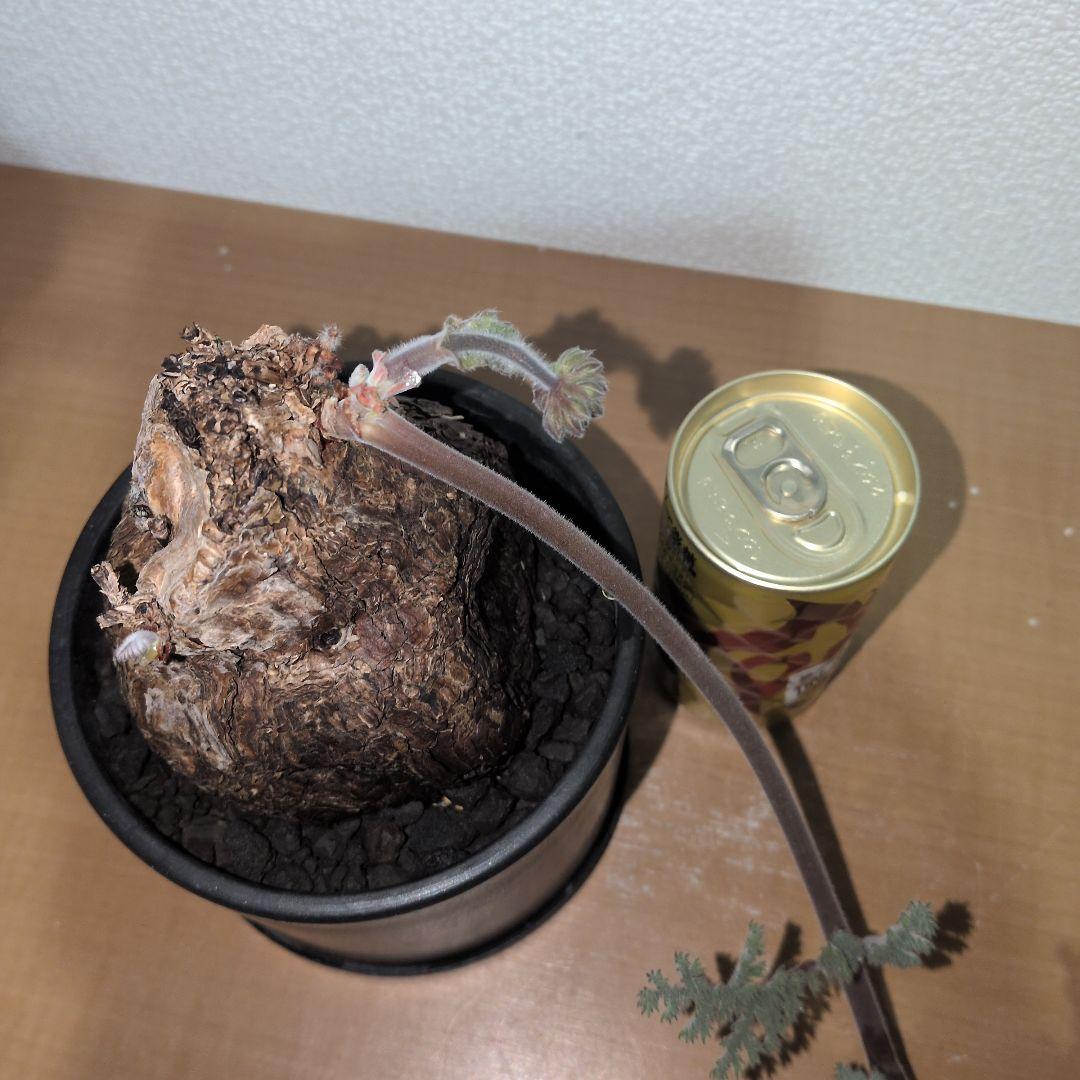 ペラルゴニウム　トリステ　大株 良型タイプ　現地球　発根株（鉢付き)