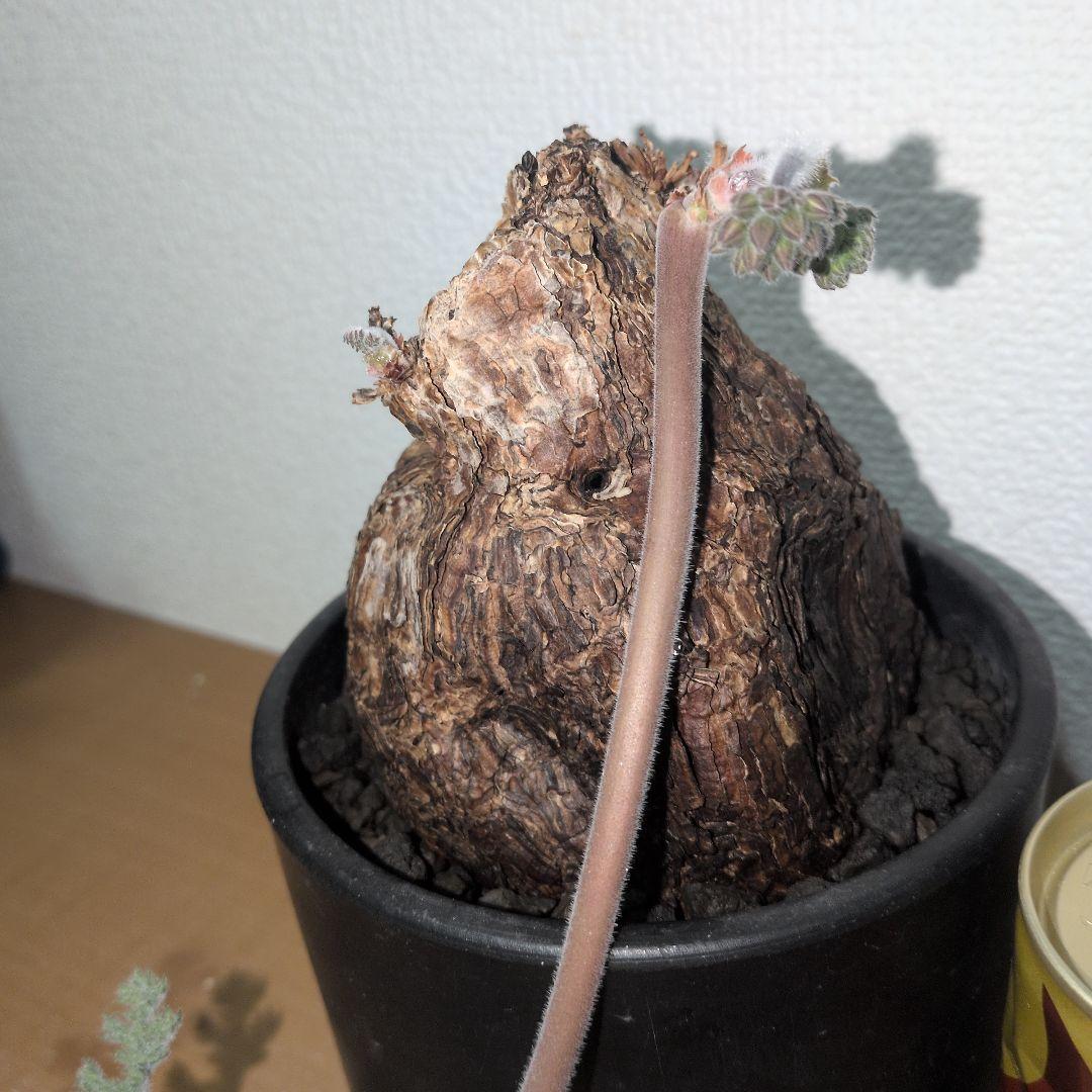 ペラルゴニウム　トリステ　大株 良型タイプ　現地球　発根株（鉢付き)