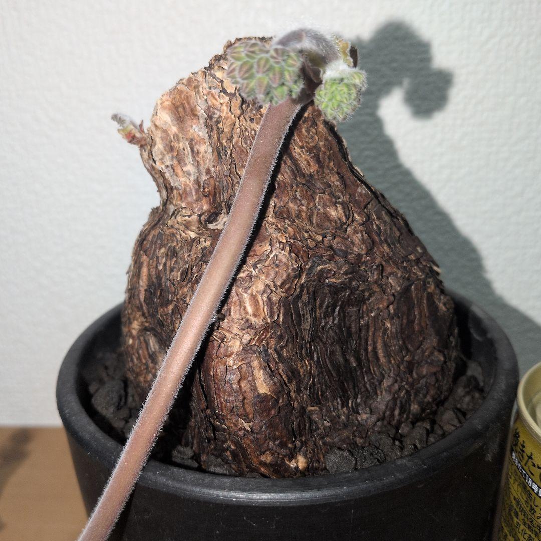 ペラルゴニウム　トリステ　大株 良型タイプ　現地球　発根株（鉢付き)