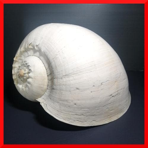 巨大 ヤシ貝 巻貝 天然物 30×22×15cm 1480ｇ 自然標本 オブジェ