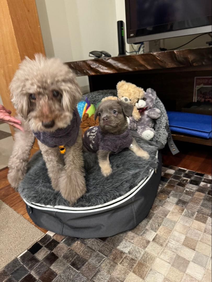 ambient lounge グレー 中型犬用ベッド