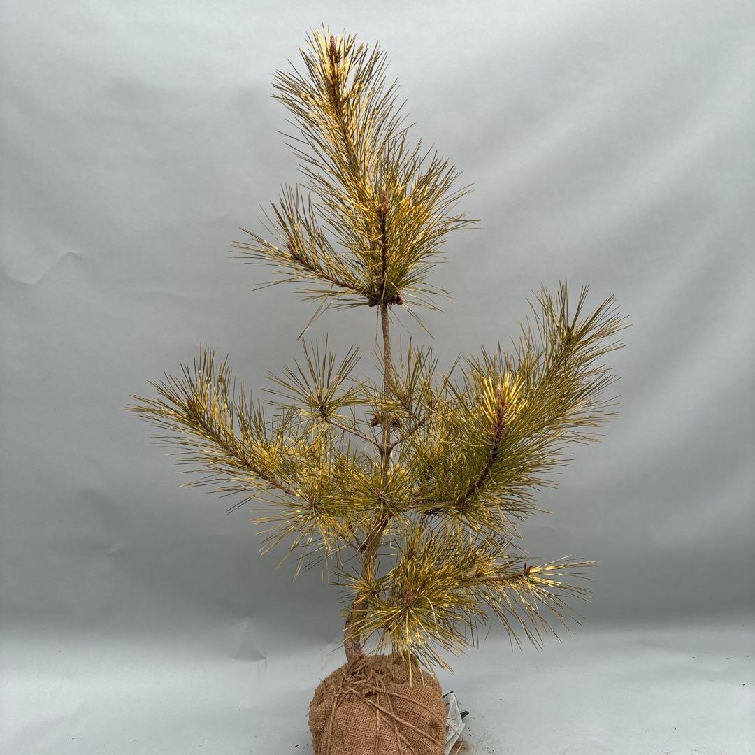 ジャノメマツ　蛇の目松