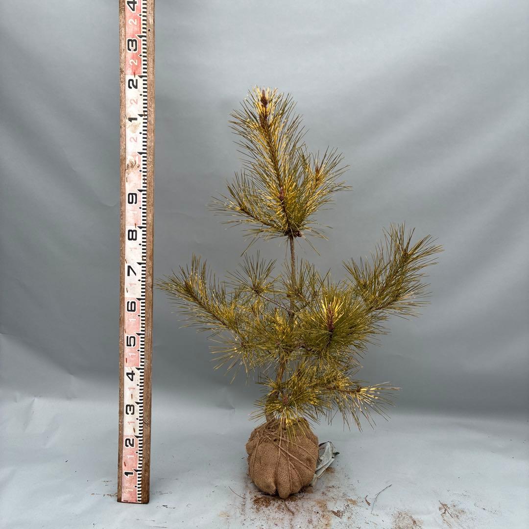 ジャノメマツ　蛇の目松