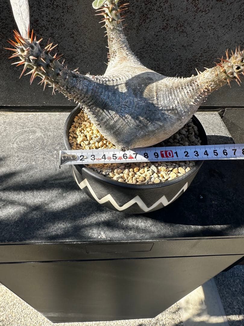 パキポディウム グラキリ バリエム鉢付き