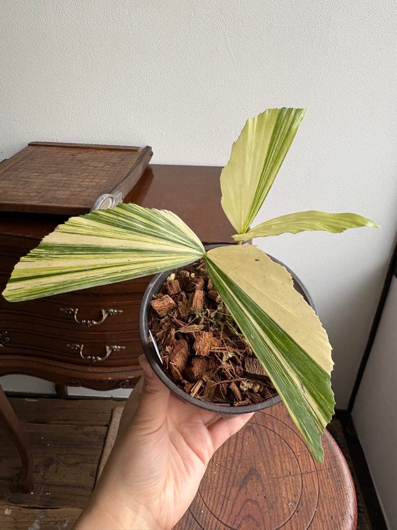 クジャクヤシ斑入り Caryota mitis variegated 3.5号