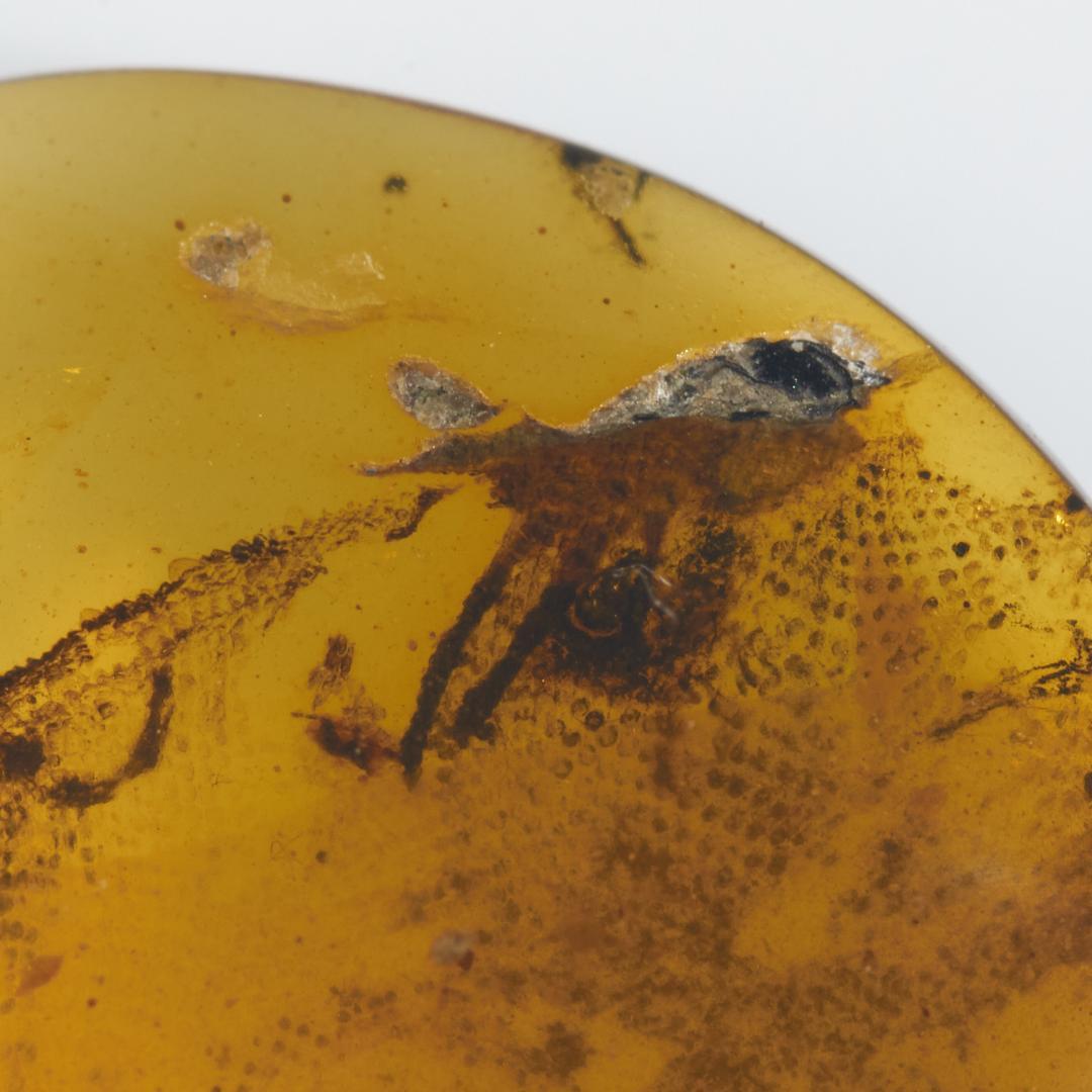 レア極上品 PA0046虫入り琥珀化石　ミャンマーカムティかタナイ9900万年前