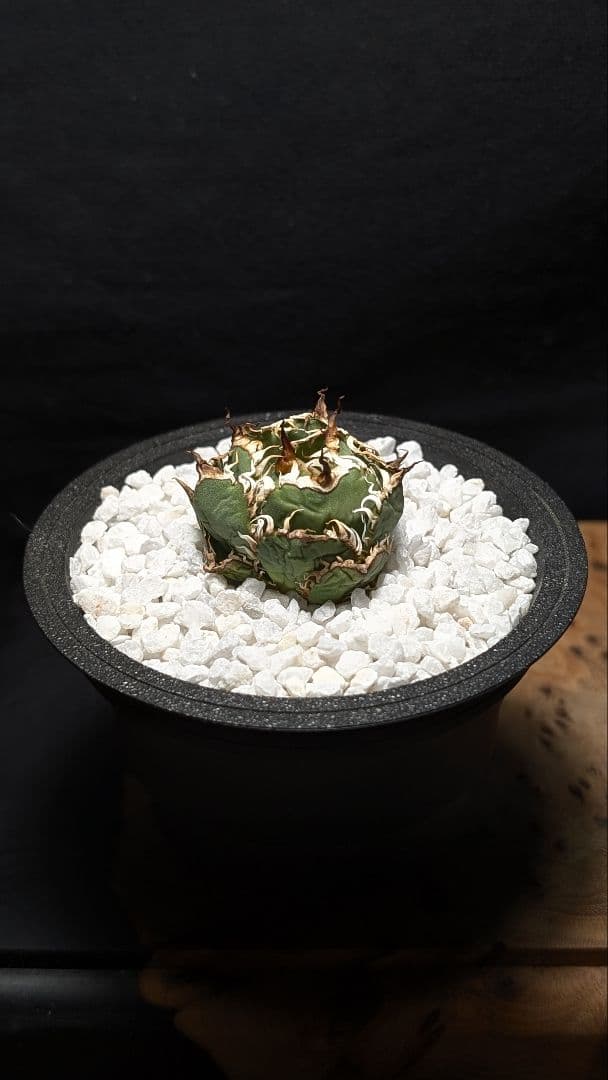 【ミクロサイズ　ボール型】Agavetitanota\"フィリグリー\"うねり強鋸歯